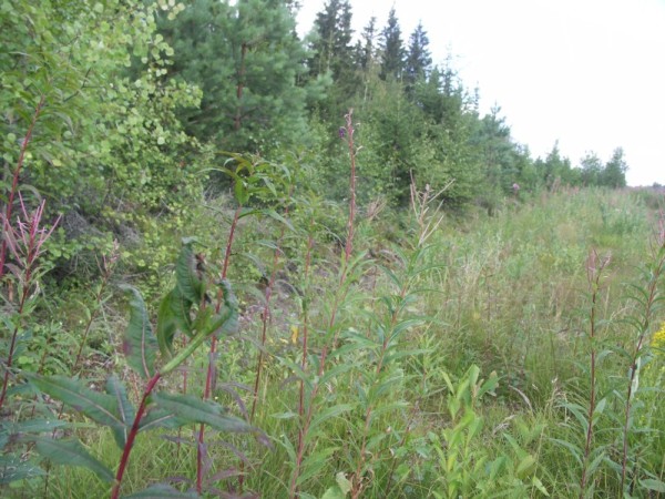 Ymp&auml;rist&ouml; 1