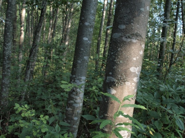 Toukka 9b