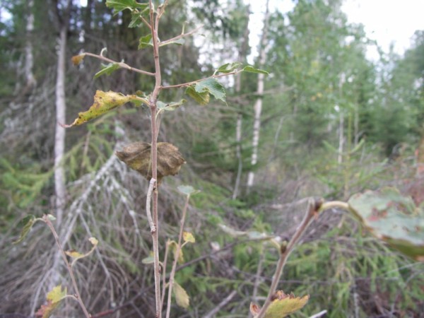 Ymp&auml;rist&ouml; 1