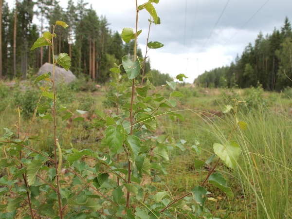 Ymp&auml;rist&ouml; 2