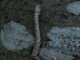 Toukka 9a