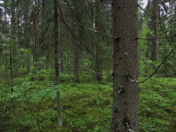 Ymp&auml;rist&ouml; 1