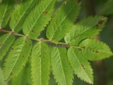 Toukka 3a