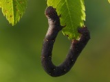 Toukka 5a