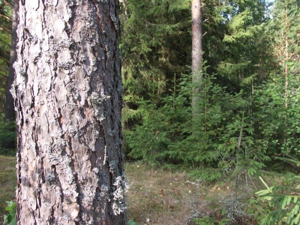 Ymp&auml;rist&ouml; 1