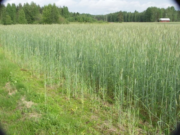 Biotooppi 1
