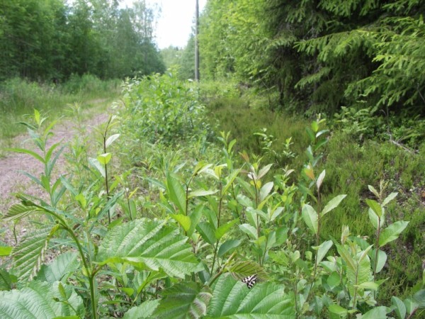 ymp&auml;rist&ouml; 1