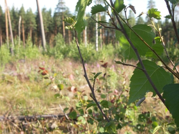 ymp&auml;rist&ouml; 1