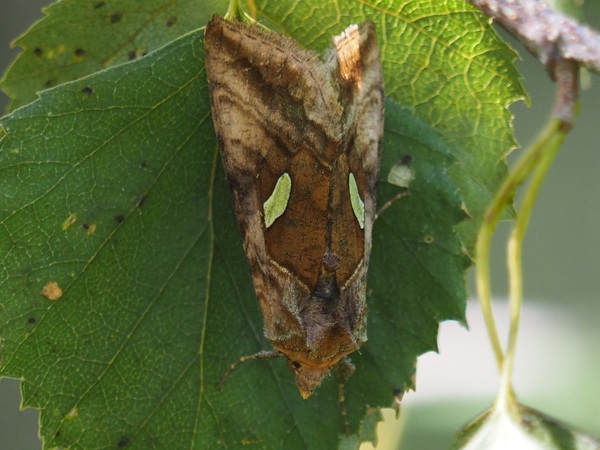 Idänpronssiyökkönen, kuva 12.8.2022