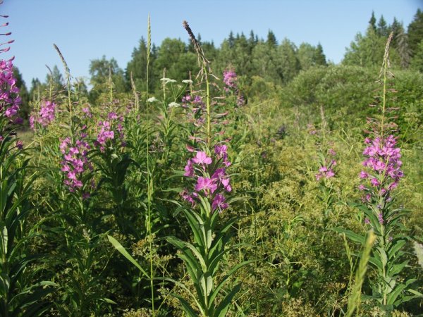 Ymp&auml;rist&ouml; 1