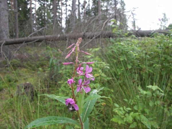 Ymp&auml;rist&ouml; 1