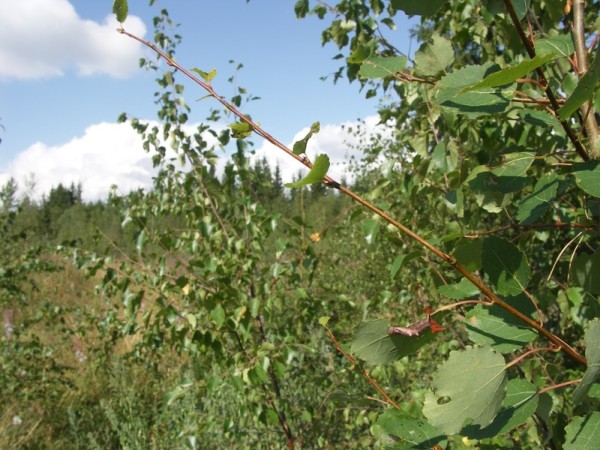 Ymp&auml;rist&ouml; 1