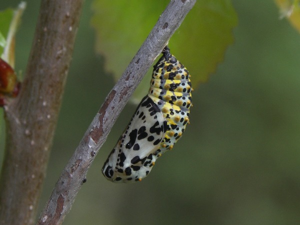Kotelo 3
