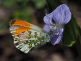 28.5.2015b
