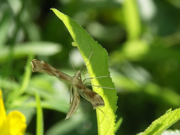 Kuva 28.6.2009a