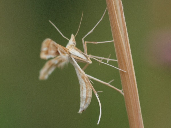 Kuva 18.7.2010b