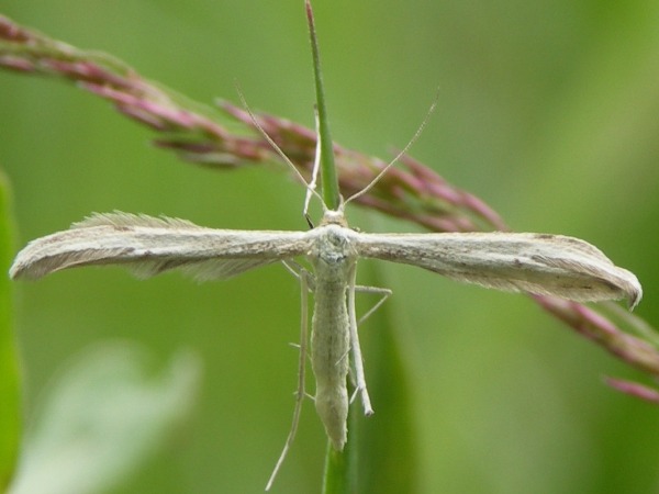 Kuva 25.6.2008a