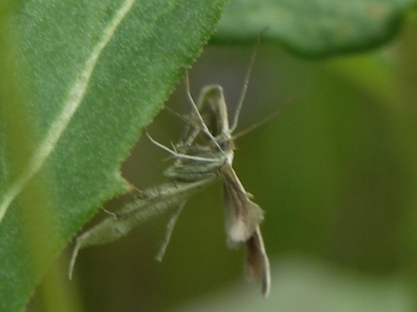 Kuva 25.6.2008c