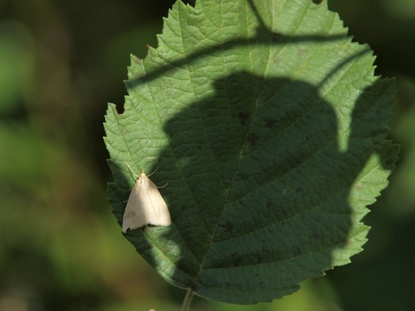 Kuva 1.8.2010