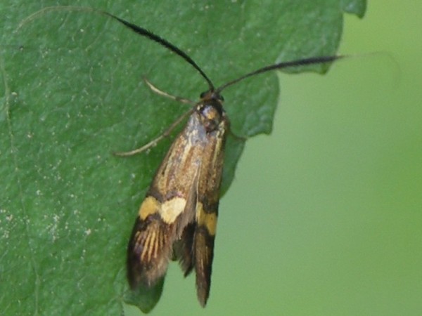 kuva 10a