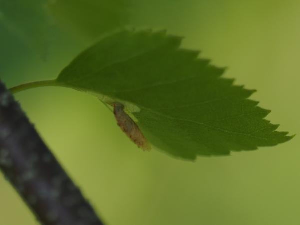 Toukka 29.5.2015
