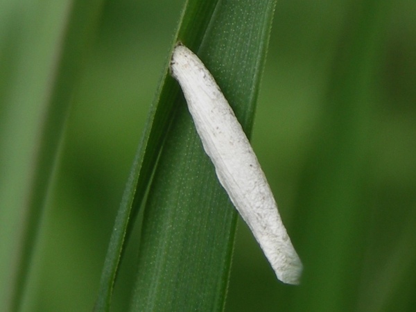 toukka 4.6.2006a