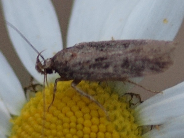 Kuva 17.8.2010a