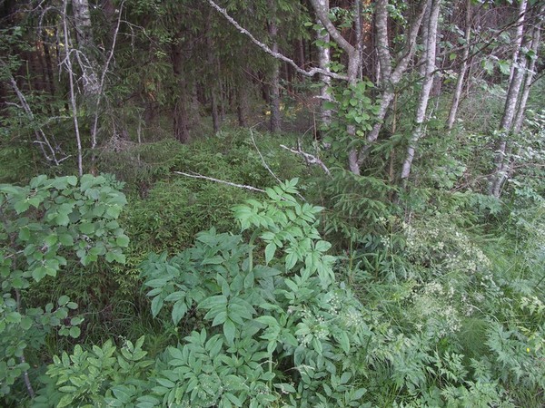 Ymp&auml;rist&ouml; 1