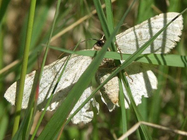 Kuva 18.6.2009