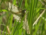 Kuva 18.6.2009a