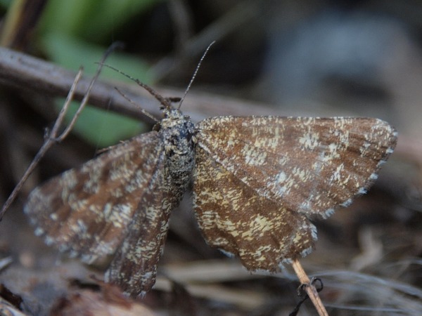 Kuva 12
