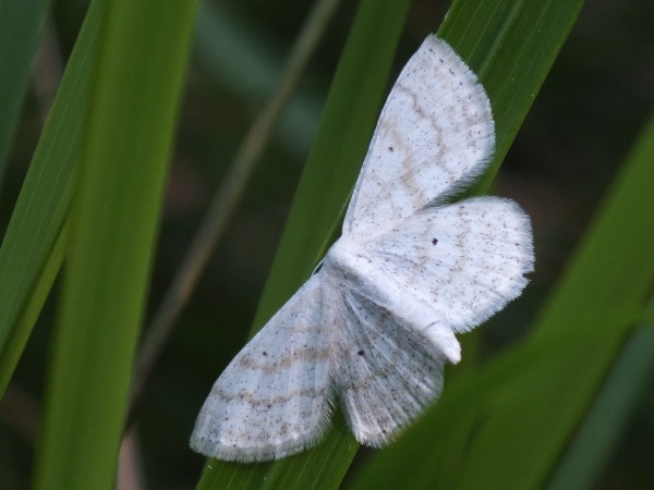 Kuva 2.7.2011a