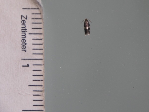 8.6.2009b