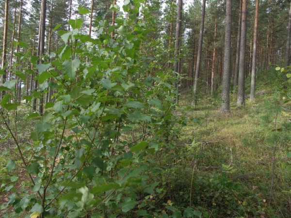 Ymp&auml;rist&ouml; 1