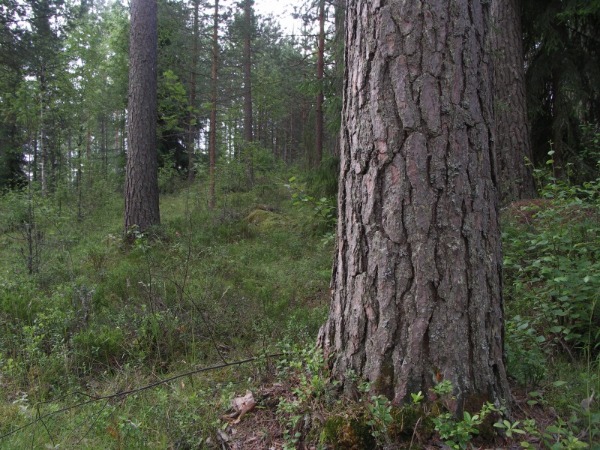 Ymp&auml;rist&ouml; 1