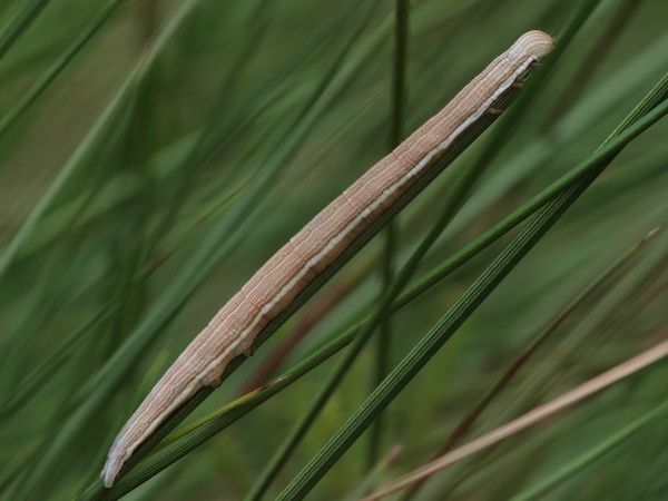 Toukka 14.8.2010