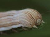 14.8.2010b