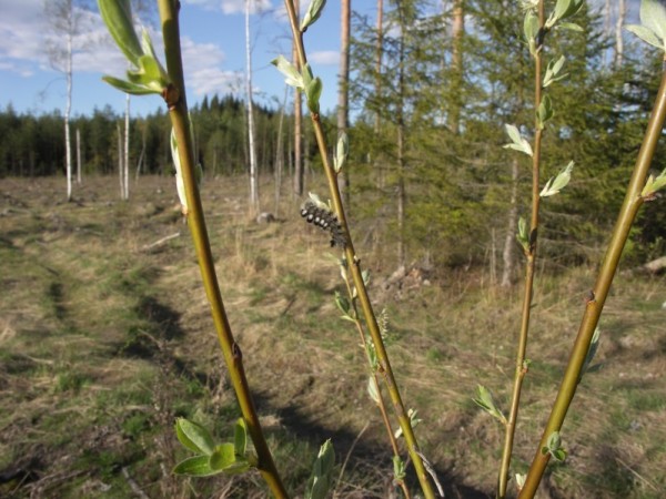 ymp&auml;rist&ouml; 1