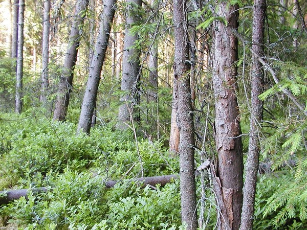 Ymp&auml;rist&ouml; 1