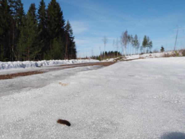 Toukka 27.3.2016B