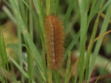 Toukka 6a