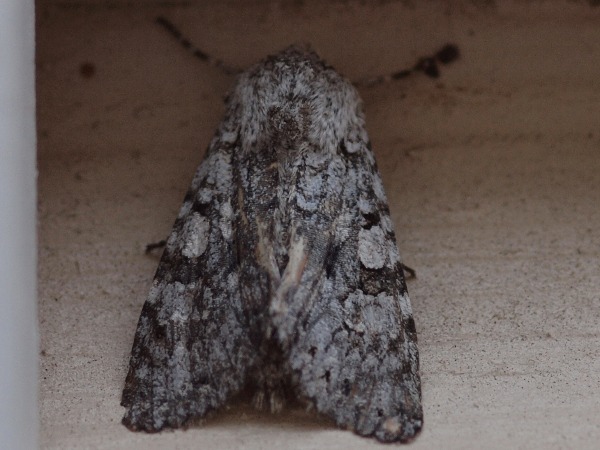 Kuva 4b