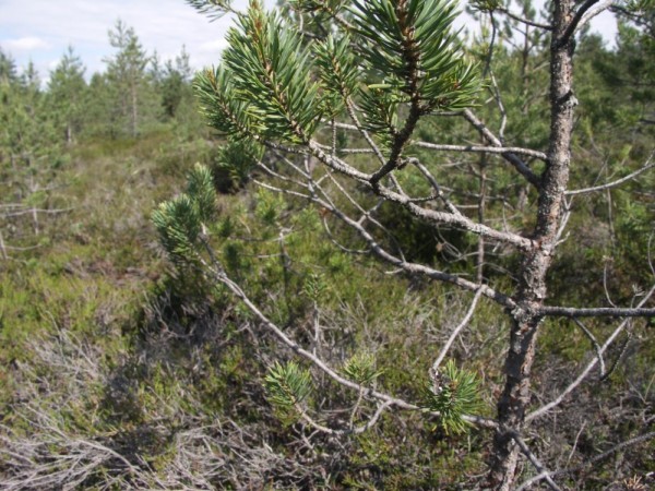 Ymp&auml;rist&ouml; 1