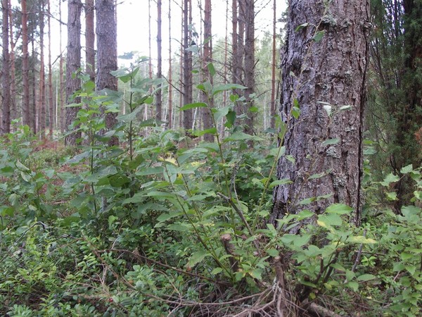 Ymp&auml;rist&ouml; 1