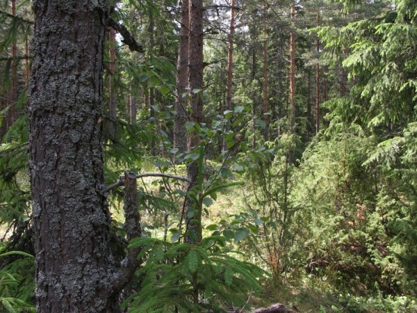 Ymp&auml;rist&ouml; 1