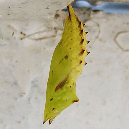 Kotelo 1