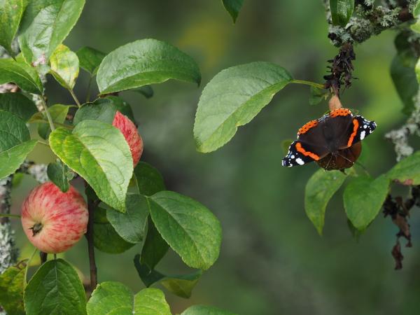 Kuva 6.9.2015a