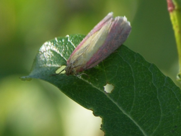 Kuva 25.7.2008