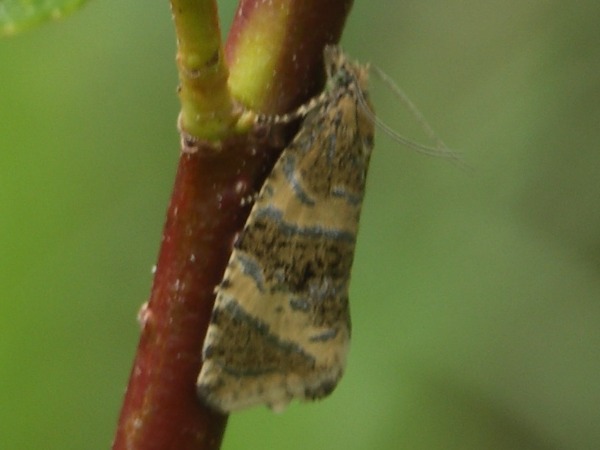 Kuva 25.6.2008a